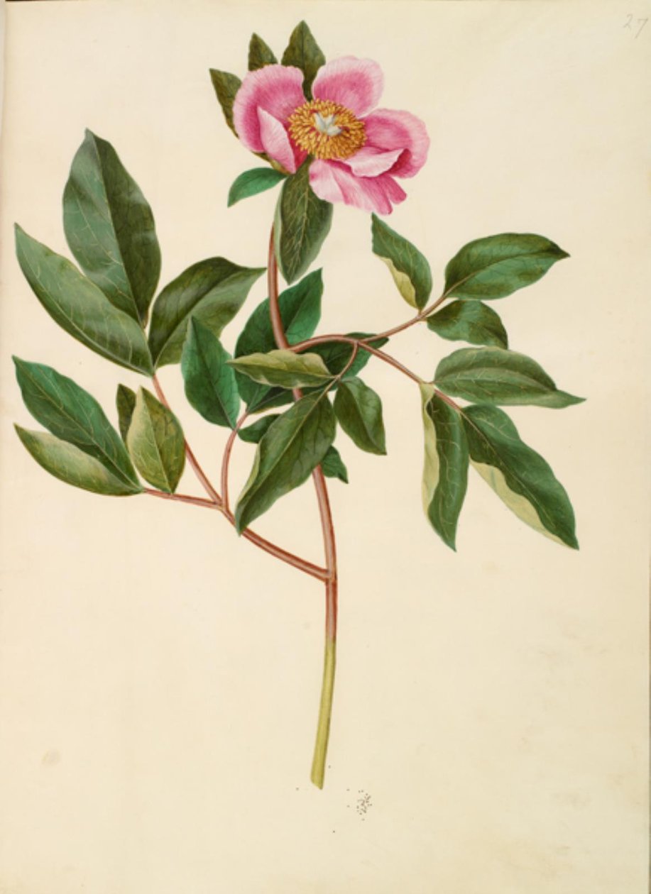 Paeonia erkek (storbladet pæon) by Hans Simon Holtzbecker