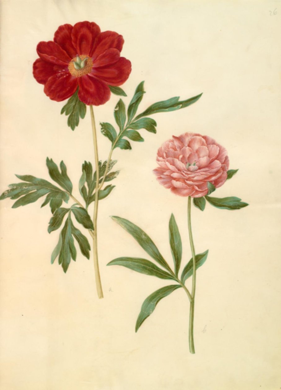 Paeonia officinalis (bonderose) by Hans Simon Holtzbecker