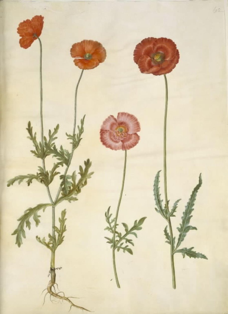 Papaver dubium (çit haşhaş); Haşhaş rhoeas (mısır-haşhaş) by Hans Simon Holtzbecker