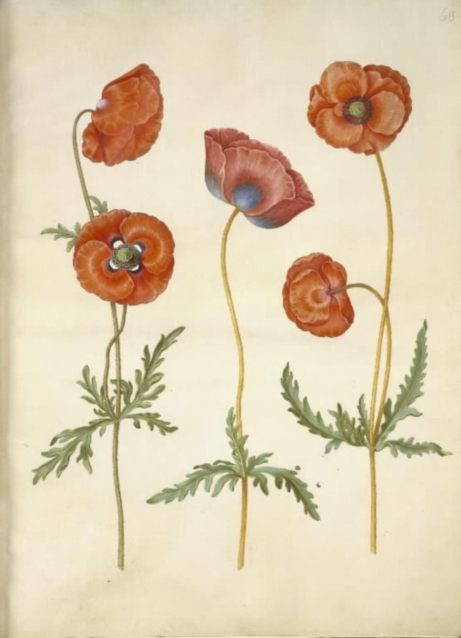 Haşhaş rhoeas (mısır-haşhaş) by Hans Simon Holtzbecker