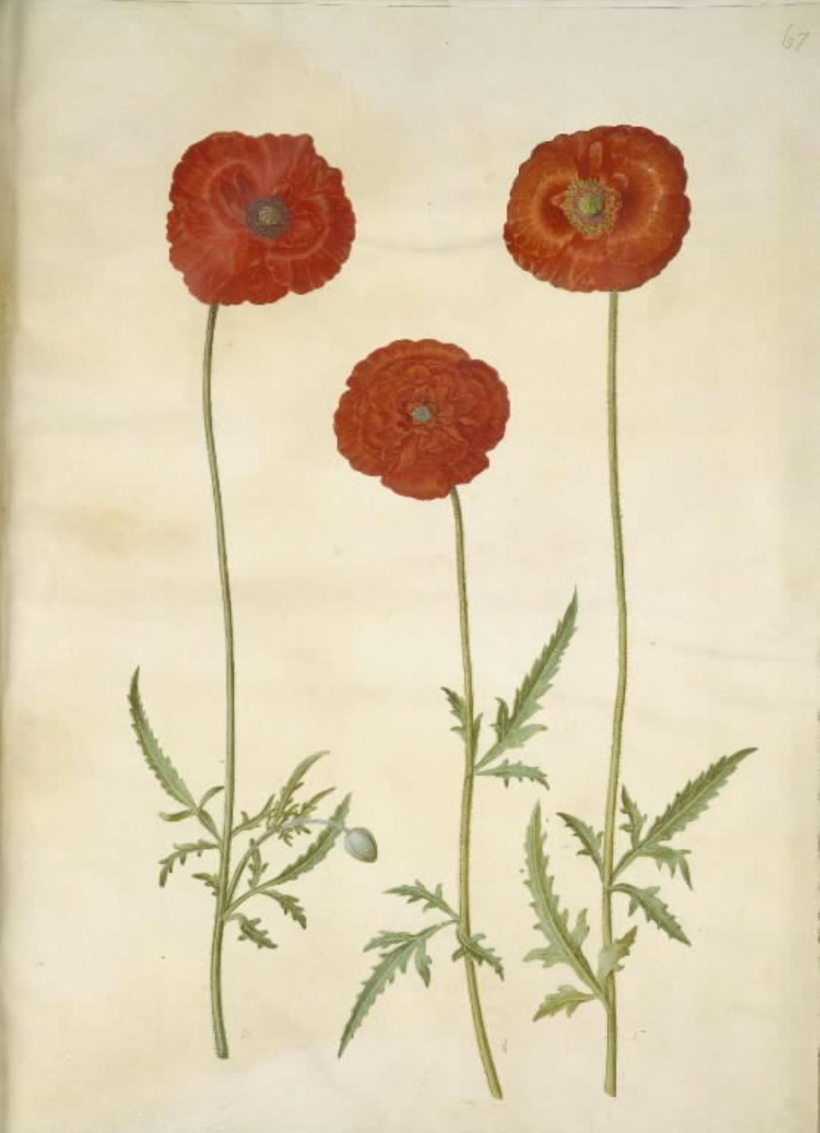 Haşhaş rhoeas (mısır-haşhaş) by Hans Simon Holtzbecker