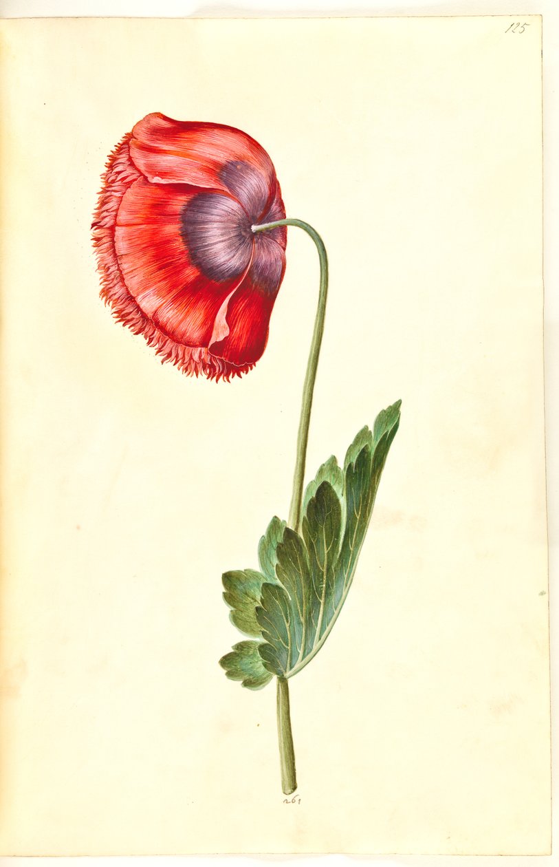 Haşhaş somniferum (afyon-valmue) by Hans Simon Holtzbecker