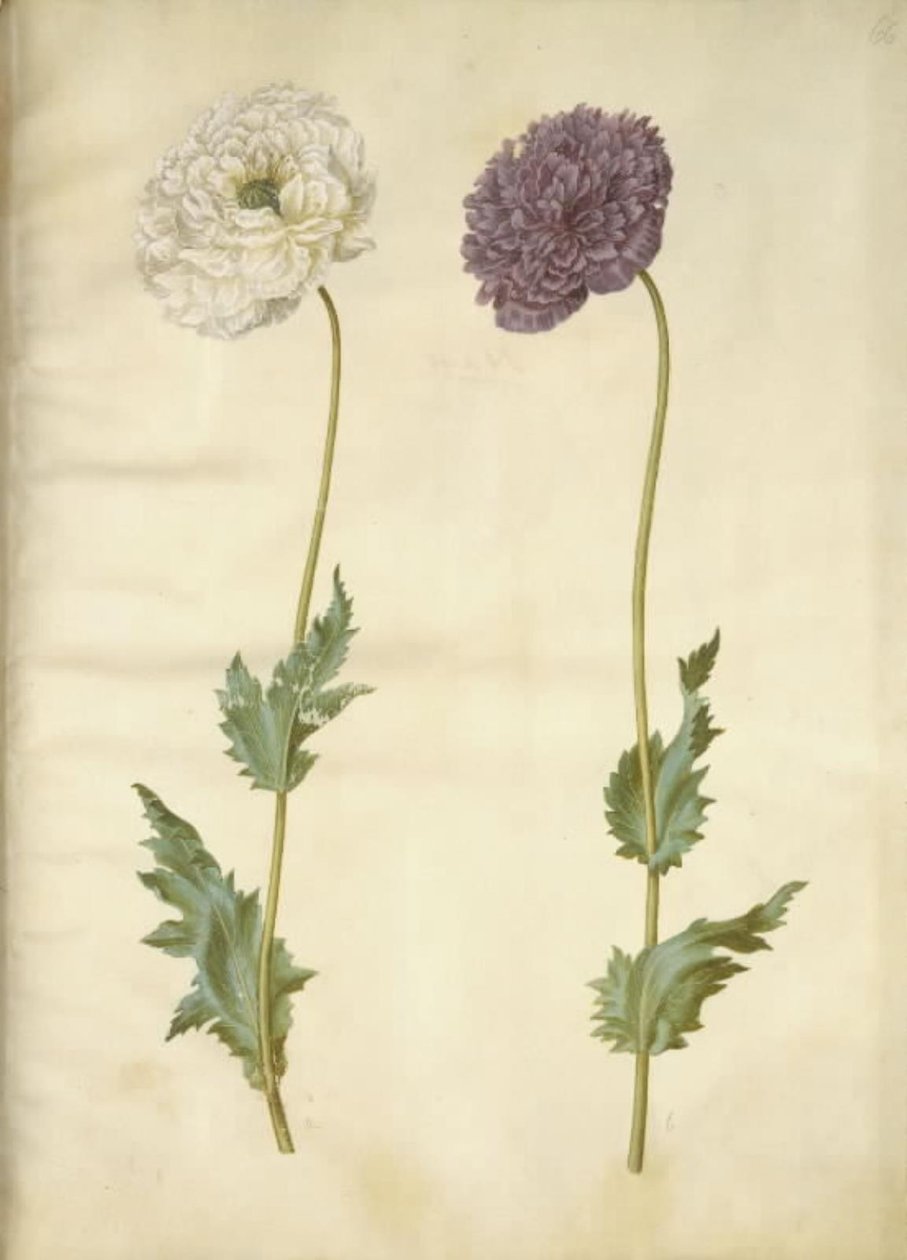 Haşhaş somniferum (afyon-valmue) by Hans Simon Holtzbecker