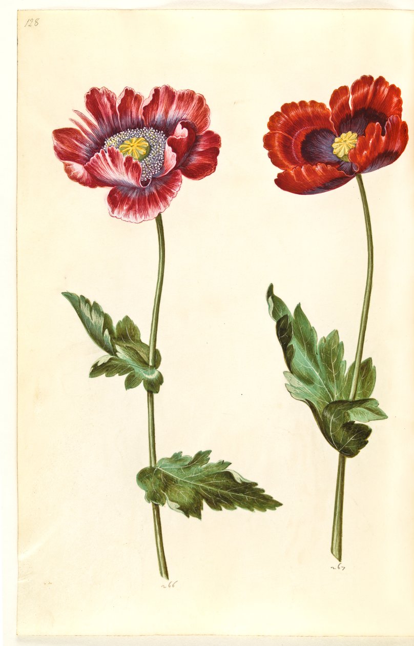 Haşhaş somniferum (afyon-valmue) by Hans Simon Holtzbecker