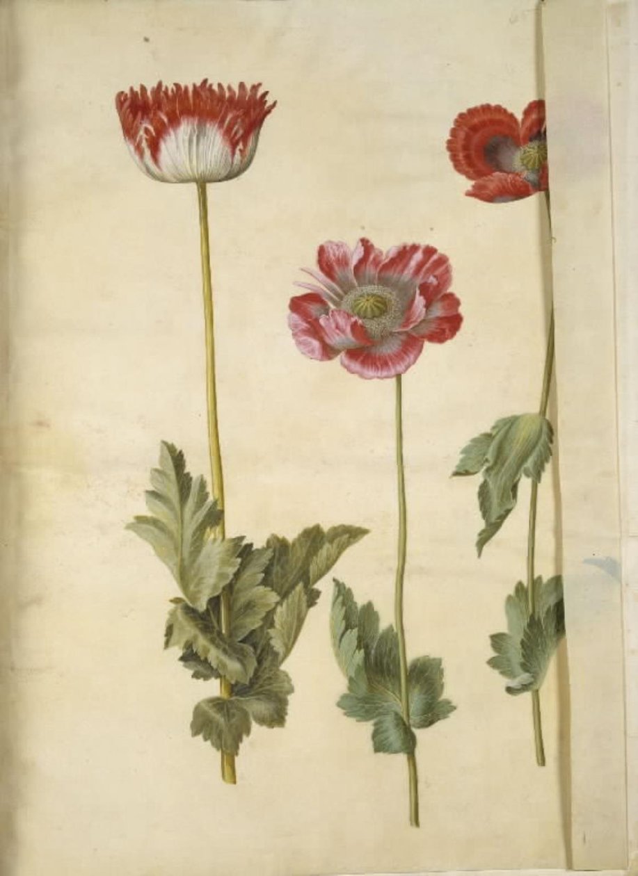 Haşhaş somniferum (afyon-valmue) by Hans Simon Holtzbecker