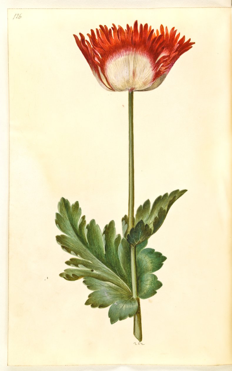 Haşhaş somniferum (afyon-valmue) by Hans Simon Holtzbecker