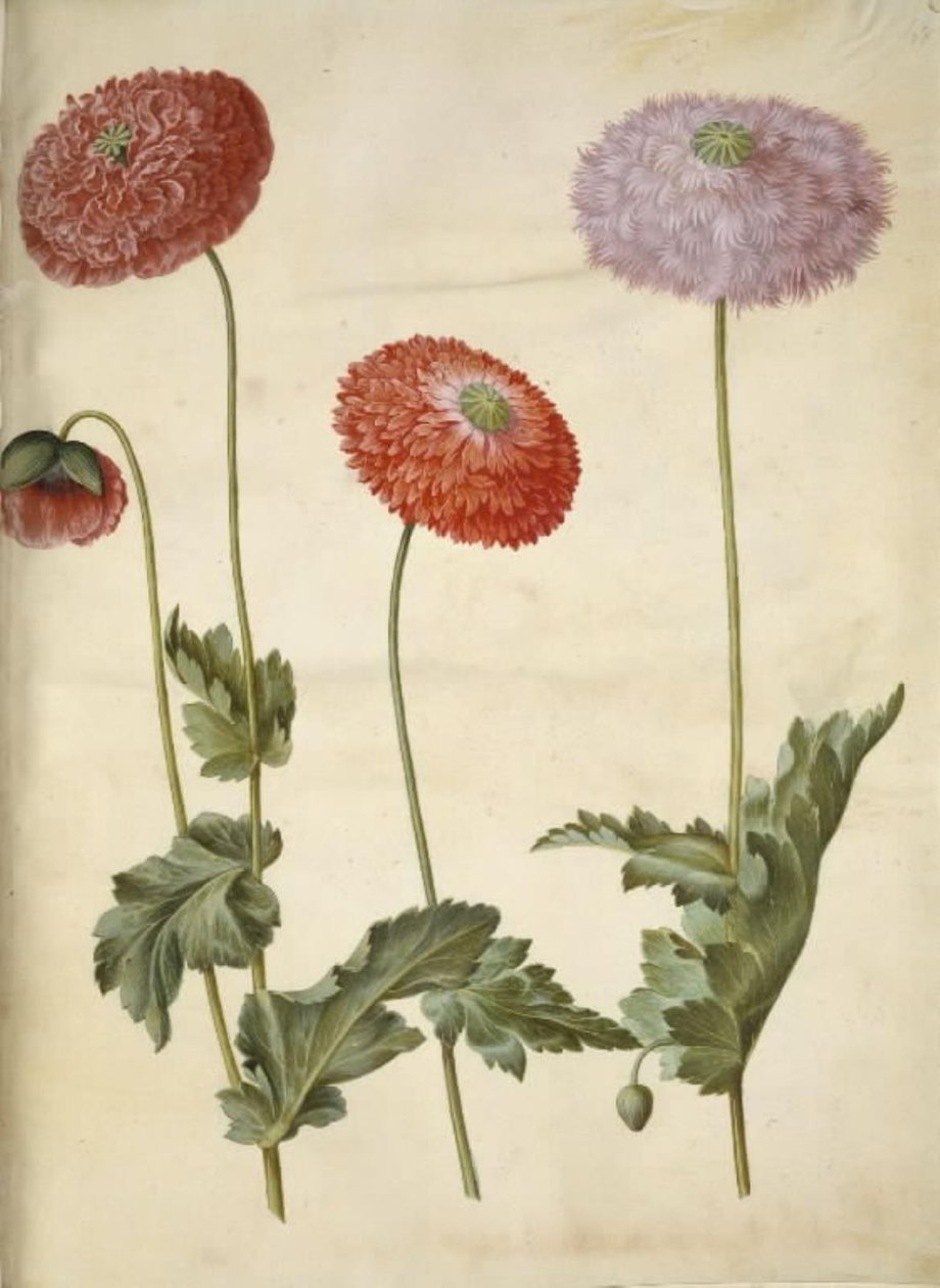 Haşhaş somniferum (afyon-valmue) by Hans Simon Holtzbecker