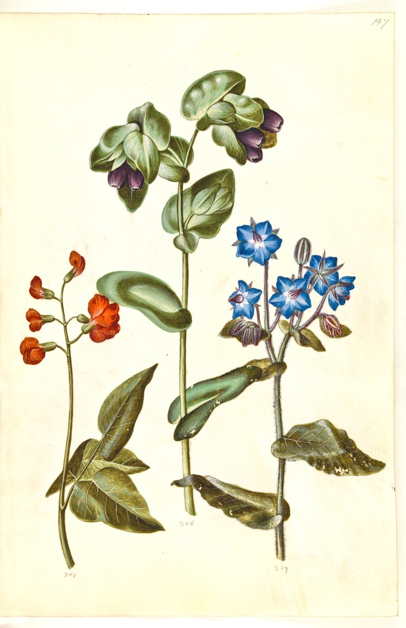 Phaseolus coccineus (fasulye); Cerinthe major (büyük balmumu); Borago officinalis (ortak tekerlek tacı) by Hans Simon Holtzbecker