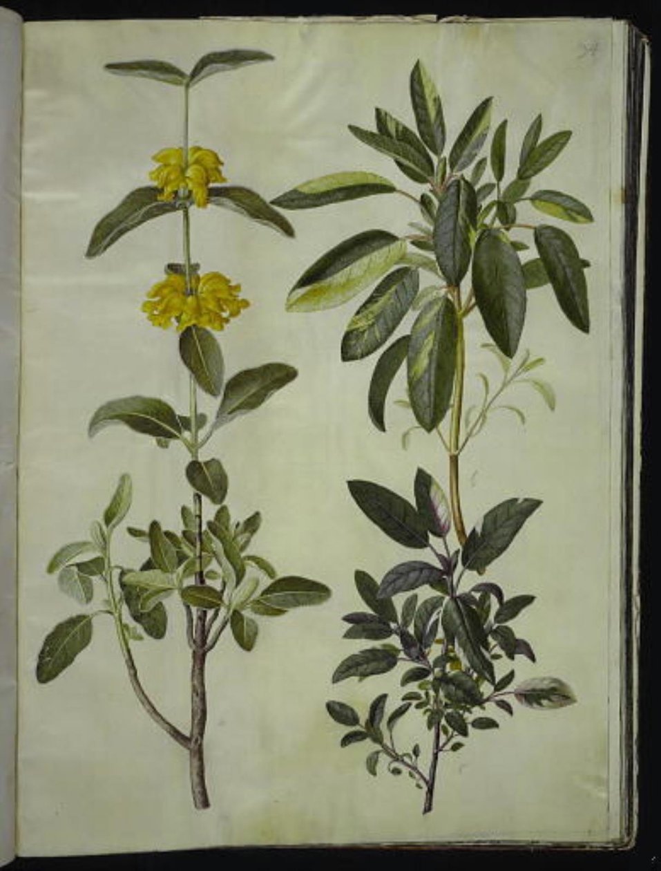 Phlomis fruticosa (ortak aslan kuyruğu); Salvia officinalis (doktor-adaçayı) by Hans Simon Holtzbecker
