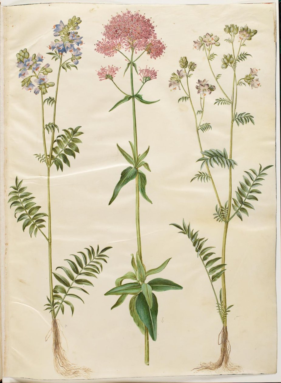 Polemonium caeruleum (ortak Yakup