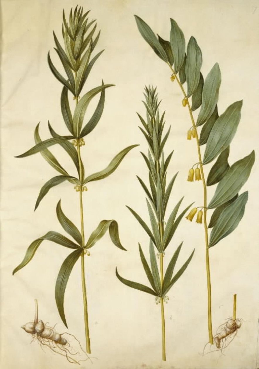 Polygonatum verticillatum (krans-konval); Polygonatum multiflorum (stor konval) by Hans Simon Holtzbecker