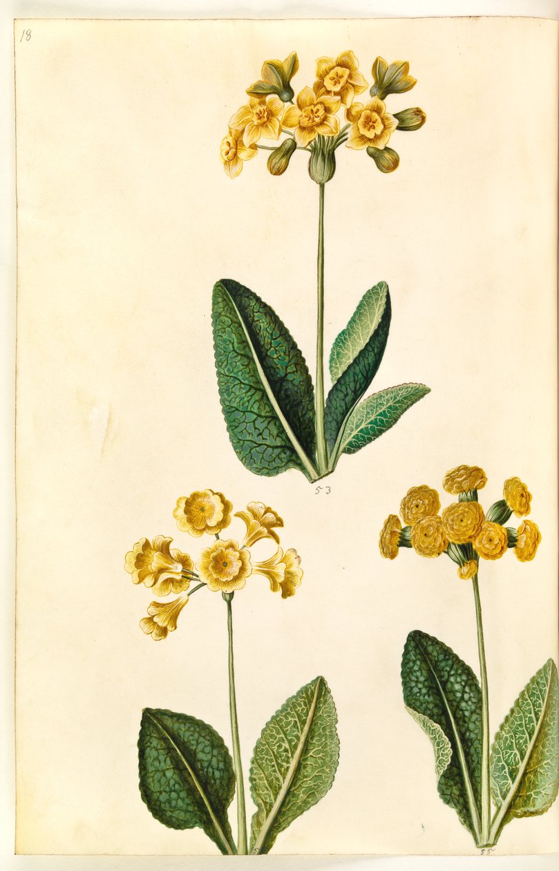 Primula xpolyantha (?); Papatya Baharı (?) by Hans Simon Holtzbecker