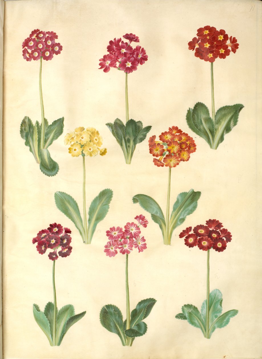 Primula ×pubescens (have-aurikel) by Hans Simon Holtzbecker