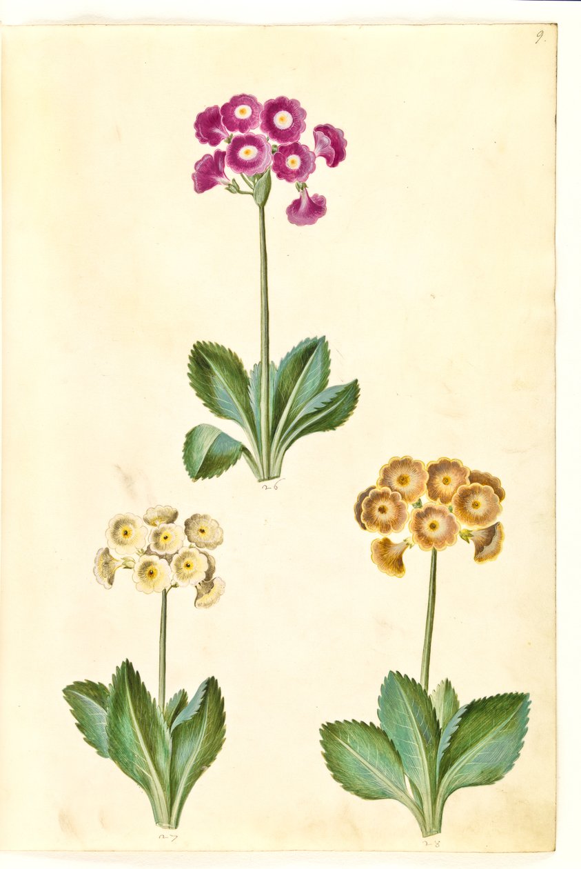 Primula ×pubescens (have-aurikel) by Hans Simon Holtzbecker