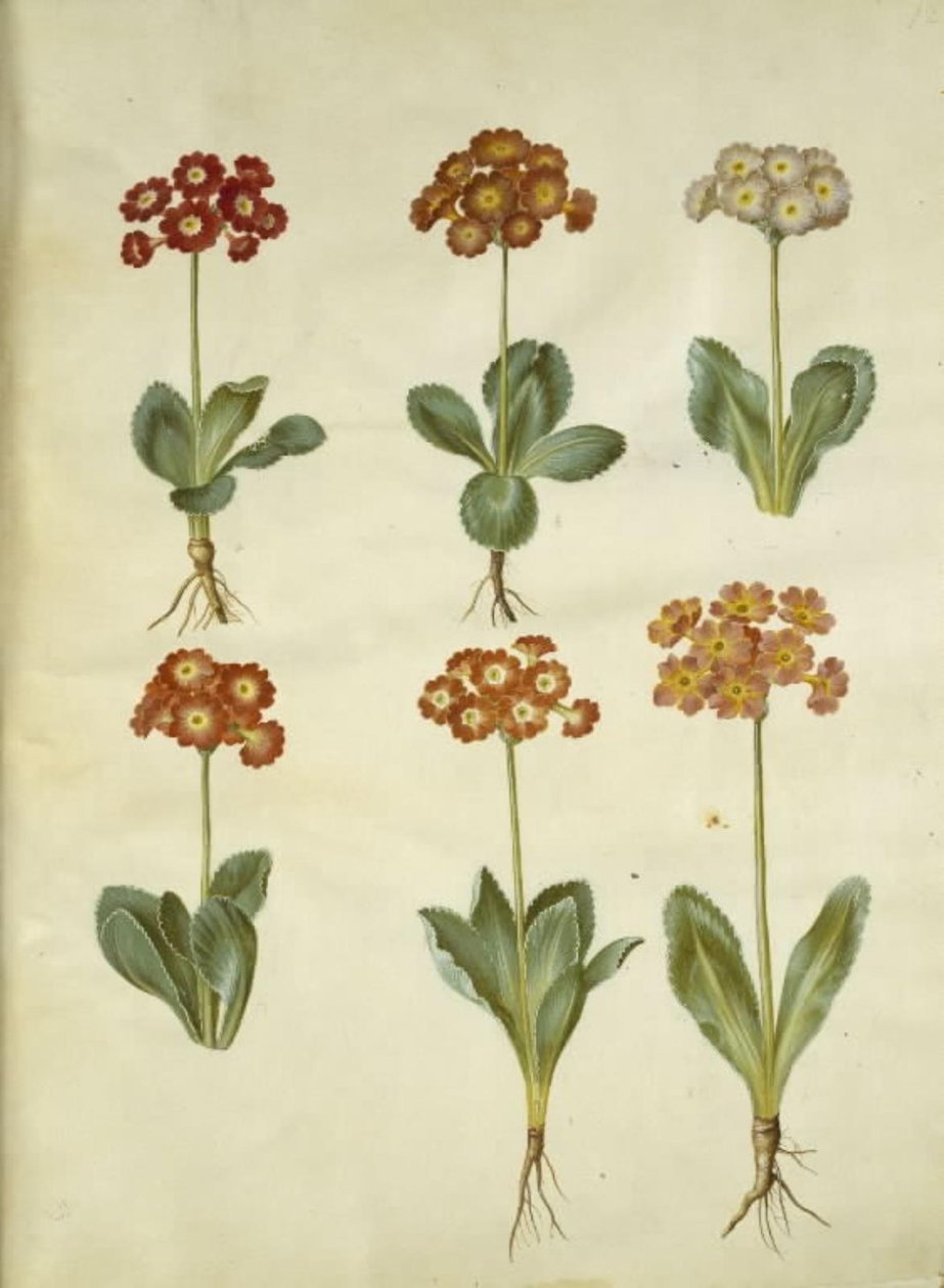 Primula ×pubescens (have-aurikel) by Hans Simon Holtzbecker