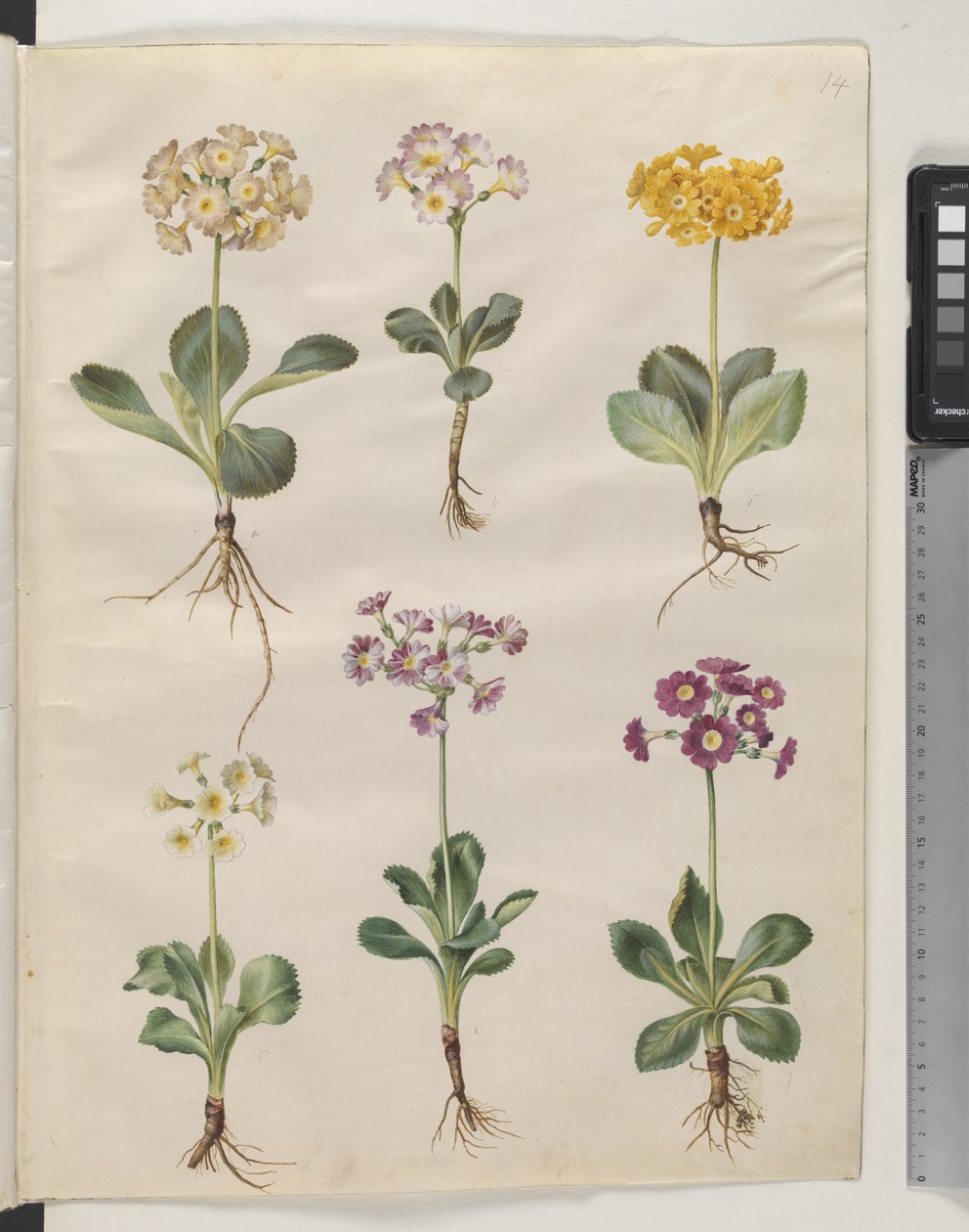 Primula ×pubescens Wulfen by Hans Simon Holtzbecker