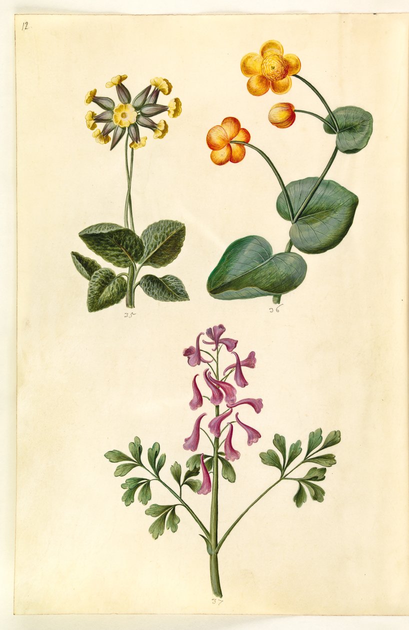 Primula veris (içi boş yakalı codriver); Caltha palustris (çayır kabbeleje); Corydalis cava (içi boş köklü karaçam sporları) by Hans Simon Holtzbecker