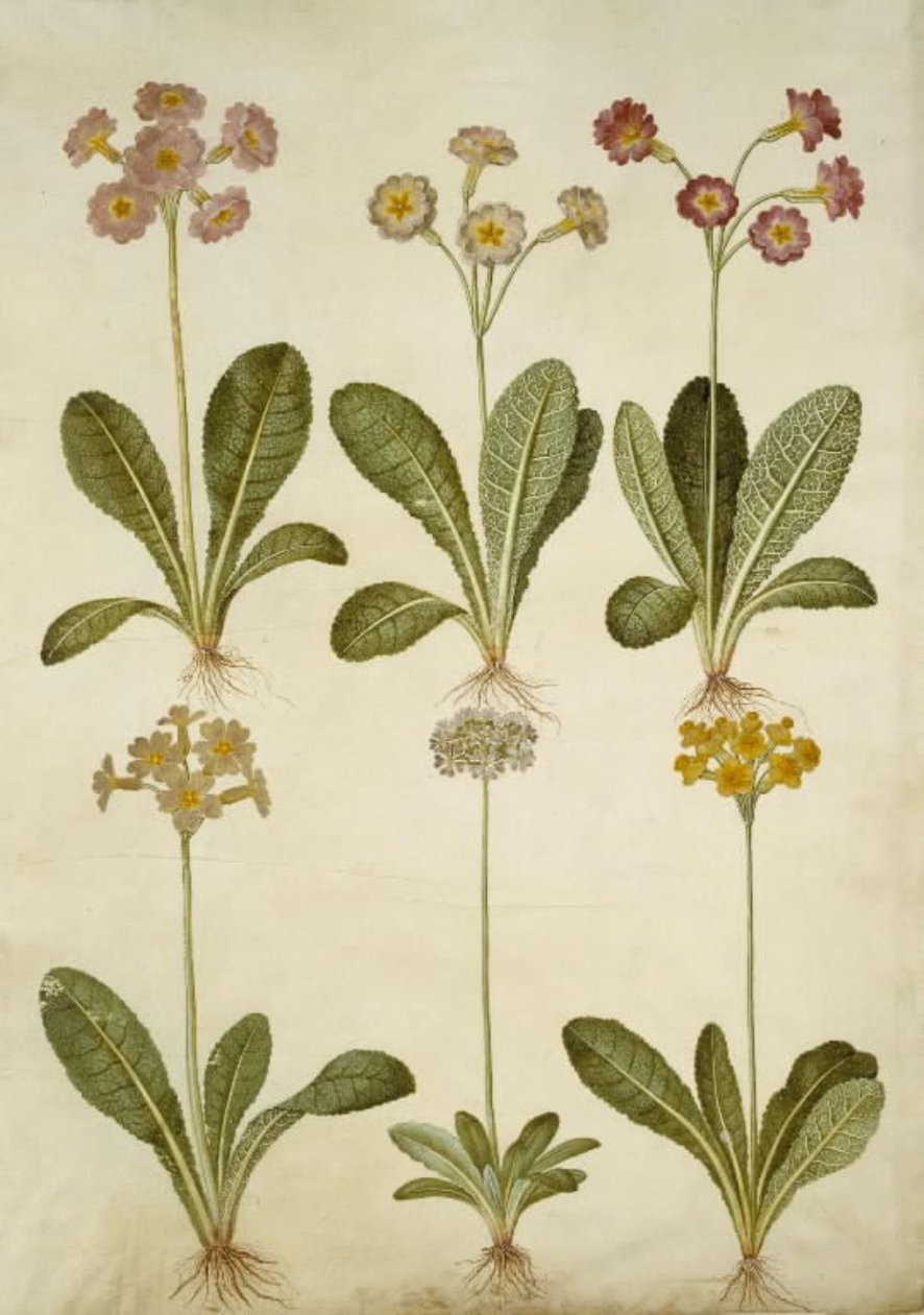 Primula veris (içi boş yakalı morina sürücüsünün melezi); Primula farinosa (melet kodriver) by Hans Simon Holtzbecker