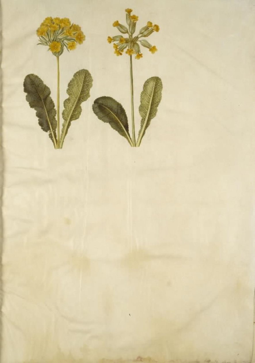 Papatya yayı (hibrit af hulkravet kodriver); Papatya Baharı (hulkravet kodriver) by Hans Simon Holtzbecker