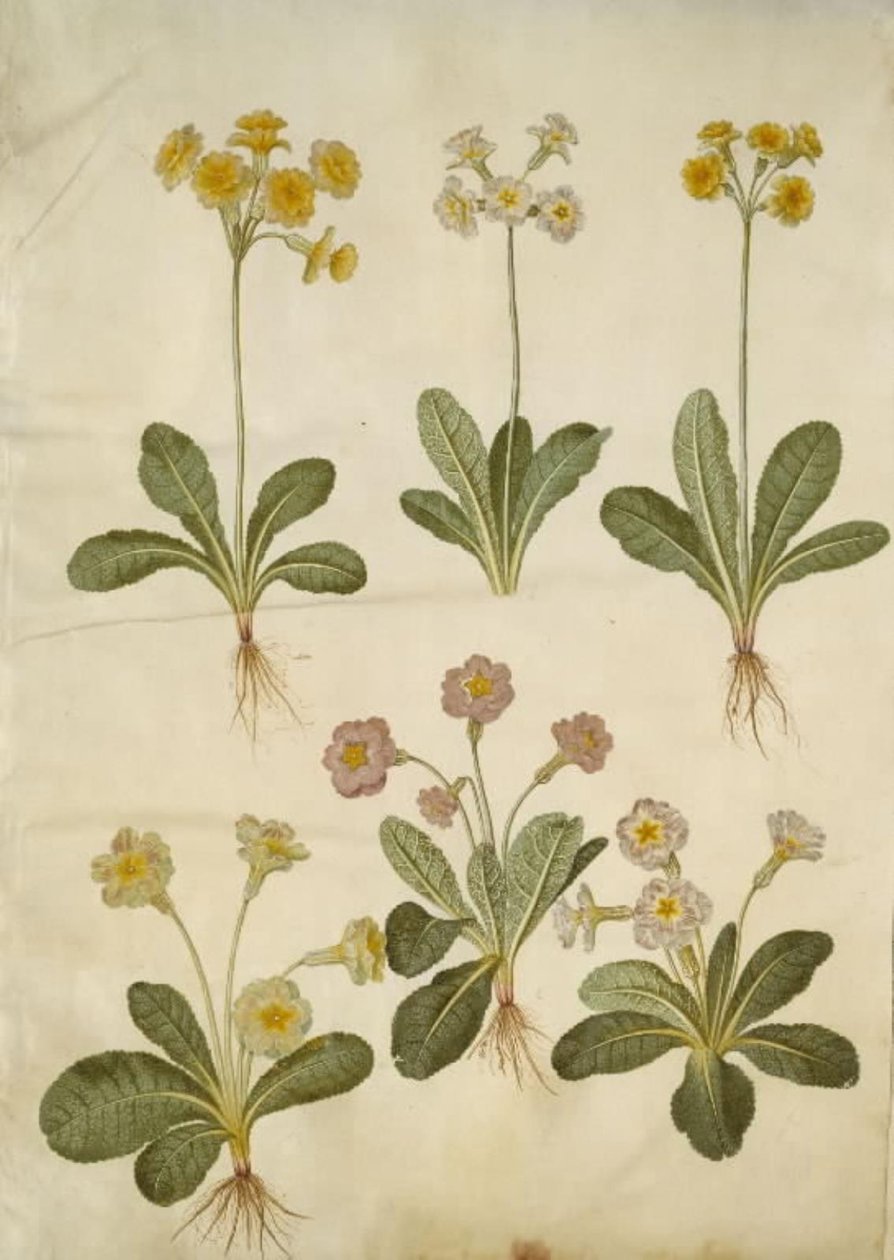 Primula veris (içi boş yakalı morina sürücüsünün melezi); Primula vulgaris (büyük çiçekli inek kızağının melezi) by Hans Simon Holtzbecker