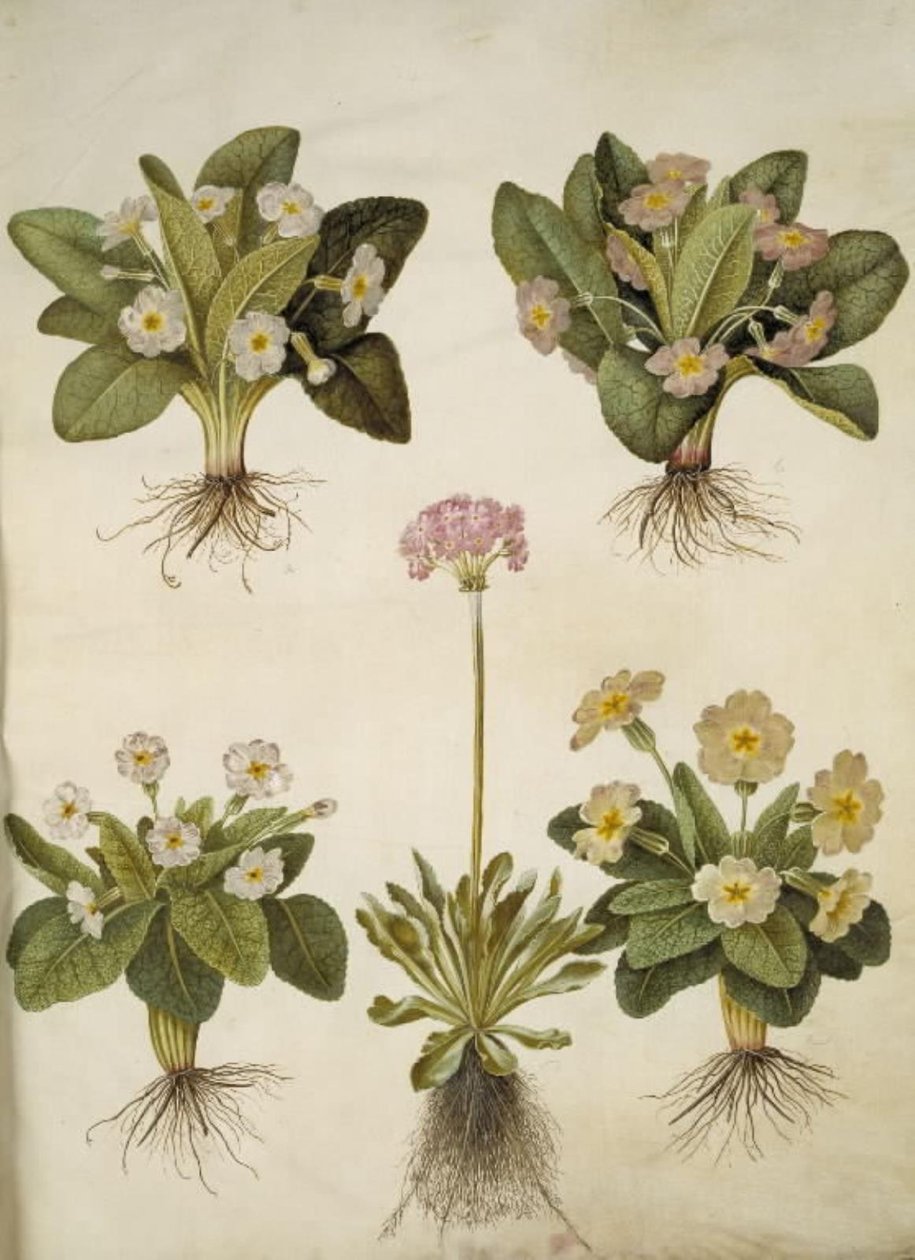 Primula vulgaris (büyük çiçekli inek kızağının melezi); Primula farinosa (melet kodriver) by Hans Simon Holtzbecker