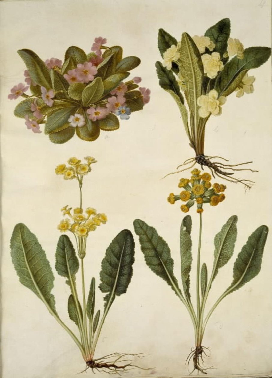 Primula vulgaris (karnaval morina sürücüsü); Primula vulgaris (büyük çiçekli inek kızağının melezi); Primula veris (içi boş yakalı morina sürücüsünün melezi) by Hans Simon Holtzbecker