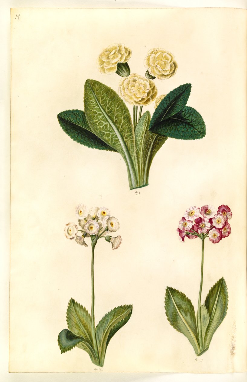 Primula vulgaris (büyük çiçekli süveter); Primula × pubescens (bahçe kulak kepçesi) by Hans Simon Holtzbecker
