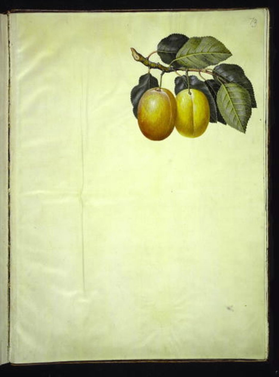 Prunus domestica (blomme) by Hans Simon Holtzbecker