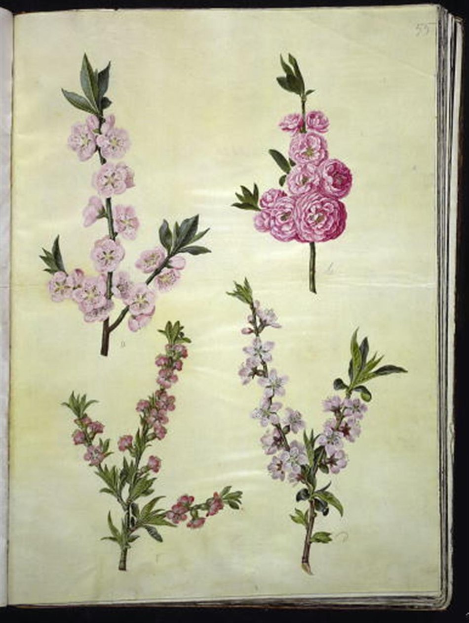 Prunus spinosa (mandel); Prunus persica (fersken) by Hans Simon Holtzbecker