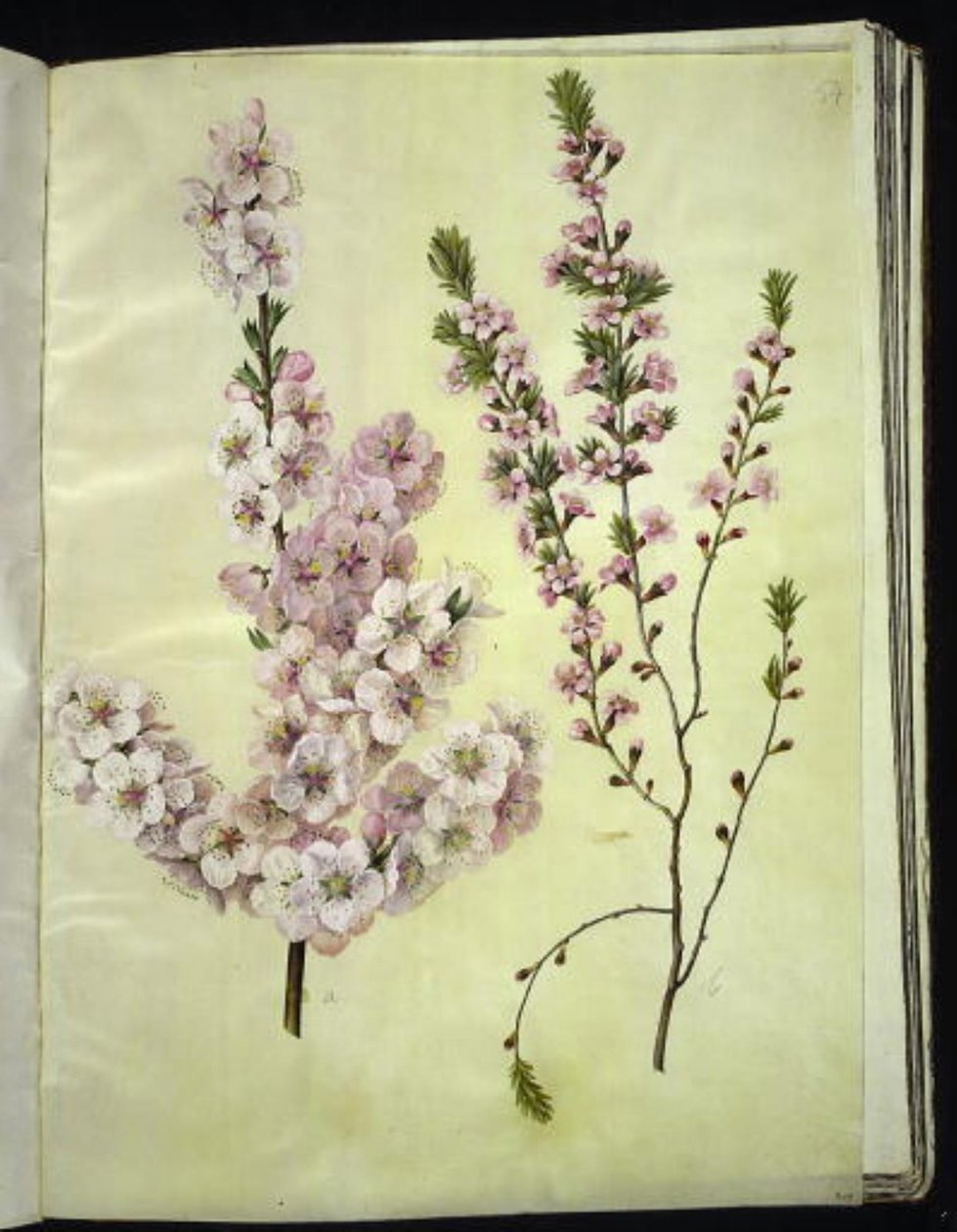 Prunus dulcis (badem); Prunus tenella (cüce badem) by Hans Simon Holtzbecker