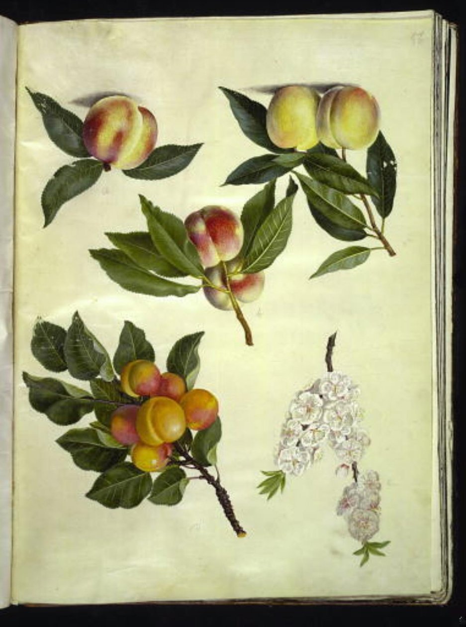 Prunus persica (şeftali); Prunus armeniaca (ortak kayısı) by Hans Simon Holtzbecker