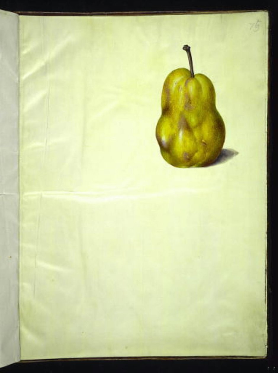 Pyrus communis (ortak ampul) by Hans Simon Holtzbecker