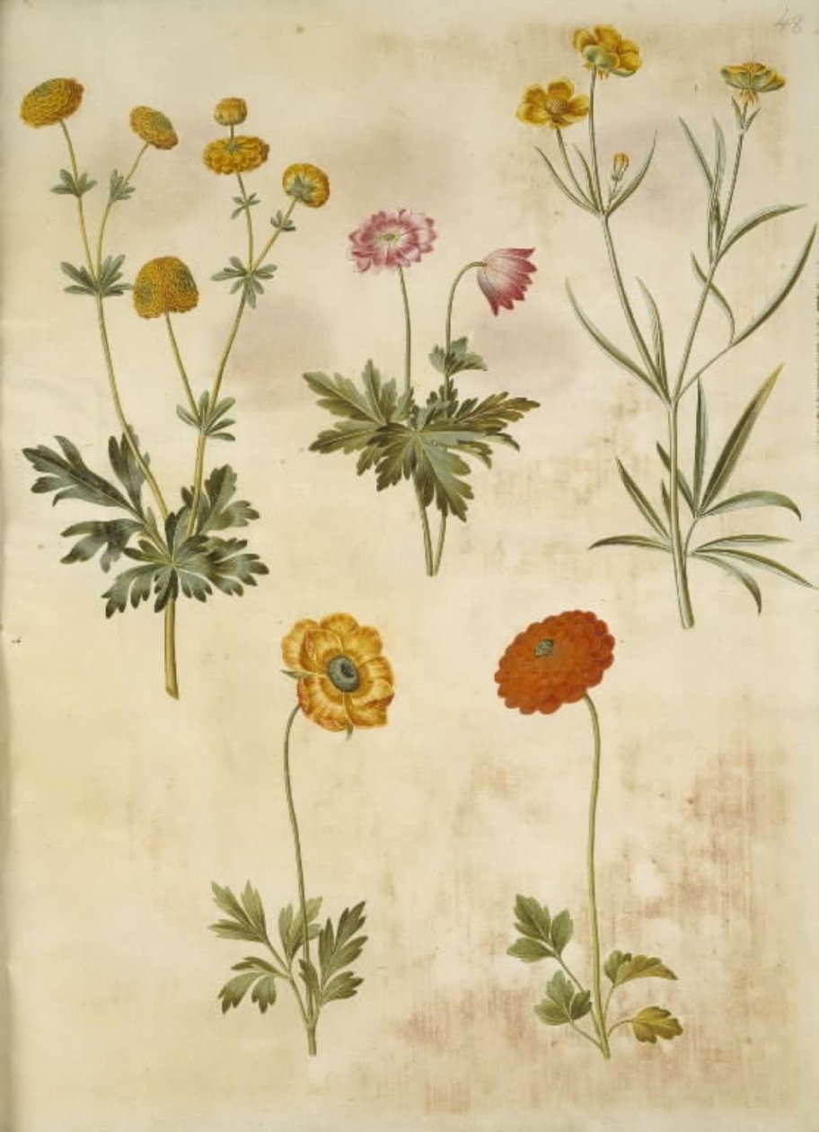 Düğünçiçeği acris (güldknap-ranunkel); Anemon odunsu (hvid anemon); Ranunculus illyricus (bozkır ranunkel); Ranunculus asiaticus by Hans Simon Holtzbecker