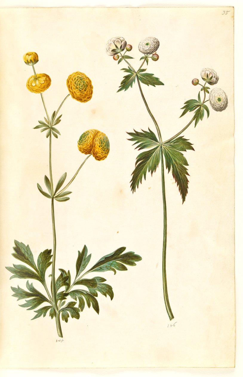 Düğünçiçeği acris (altın düğme düğün çiçeği); Ranunculus aconitifolius (gümüş düğme düğün çiçeği) by Hans Simon Holtzbecker