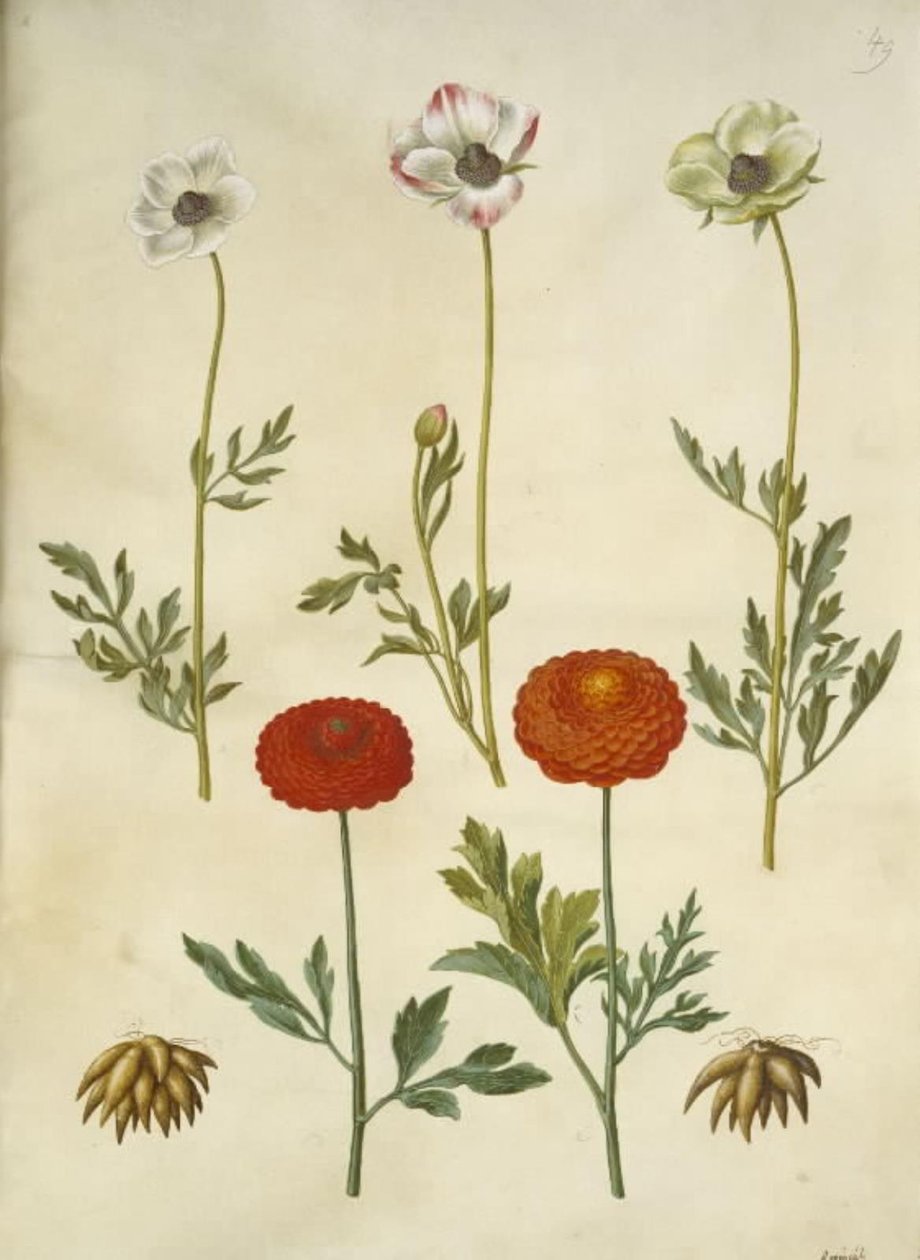 Ranunculus asiaticus by Hans Simon Holtzbecker
