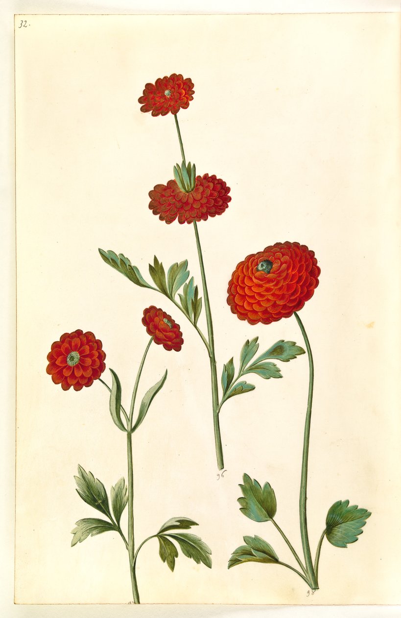 Ranunculus asiaticus by Hans Simon Holtzbecker