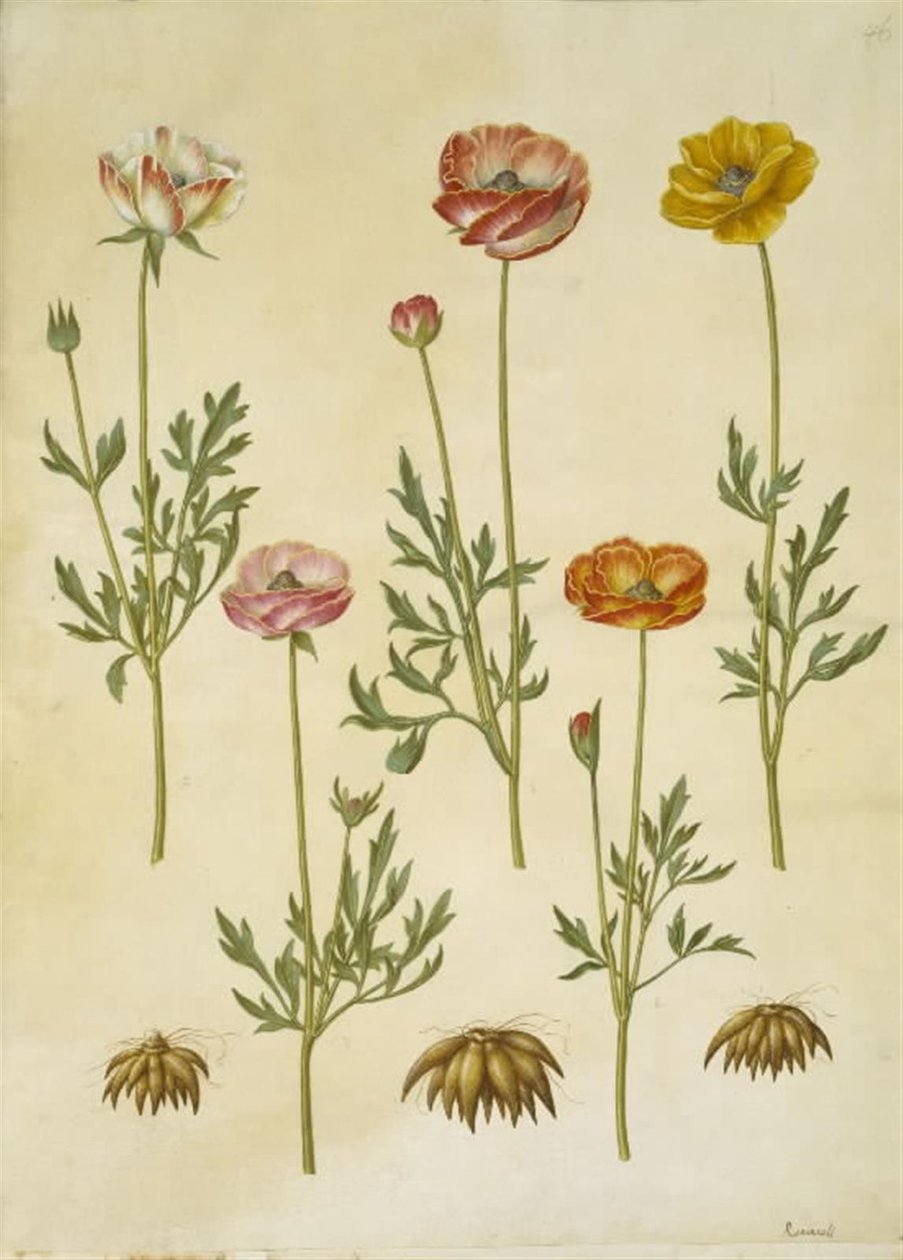 Ranunculus asiaticus by Hans Simon Holtzbecker