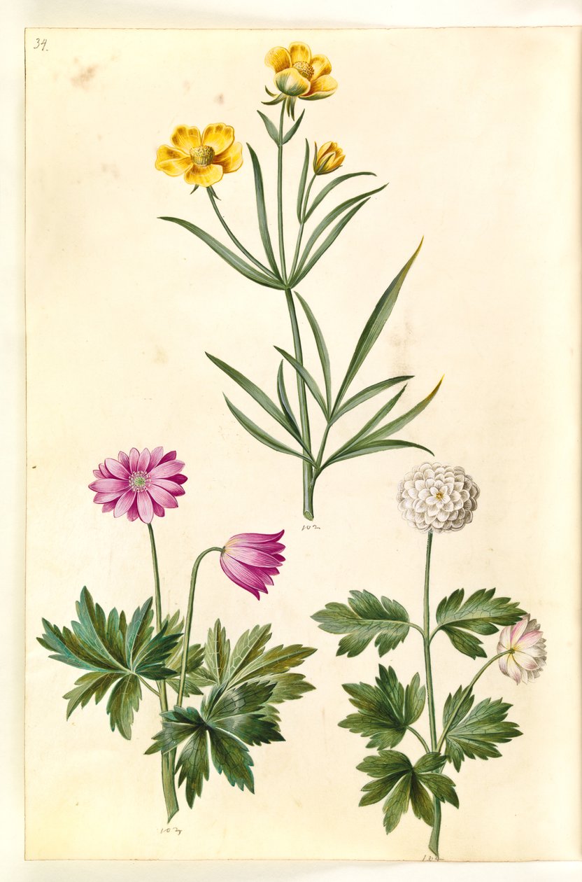 Ranunculus illiricus (bozkır Düğünçiçeği); Anemon nemorosa (beyaz anemon) by Hans Simon Holtzbecker