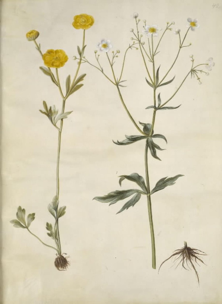 Ranunculus monspeliacus (ipek-ranunkel); Ranunculus aconitifolius (fırtına şapkası yaprağı Düğünçiçeği) by Hans Simon Holtzbecker