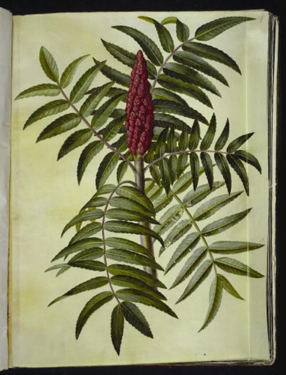 Rhus typhina (geyik boynuzu) by Hans Simon Holtzbecker