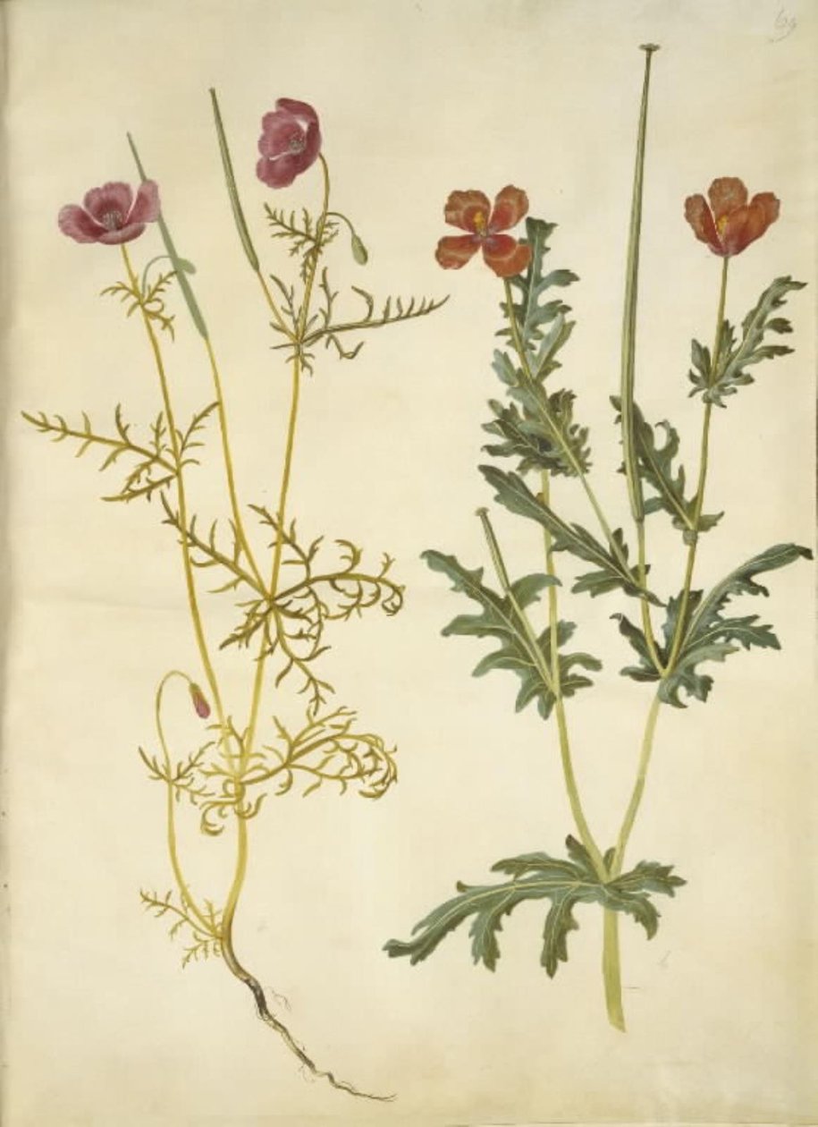 Roemeria hybrida (mor hornvalmue); Glaucium corniculatum (rød hornskulpe) by Hans Simon Holtzbecker