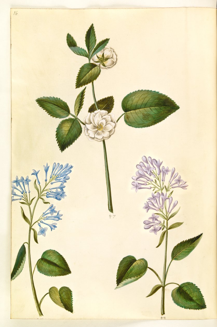 Rosa (?) (Gül); Syringa vulgaris (ortak leylak) by Hans Simon Holtzbecker