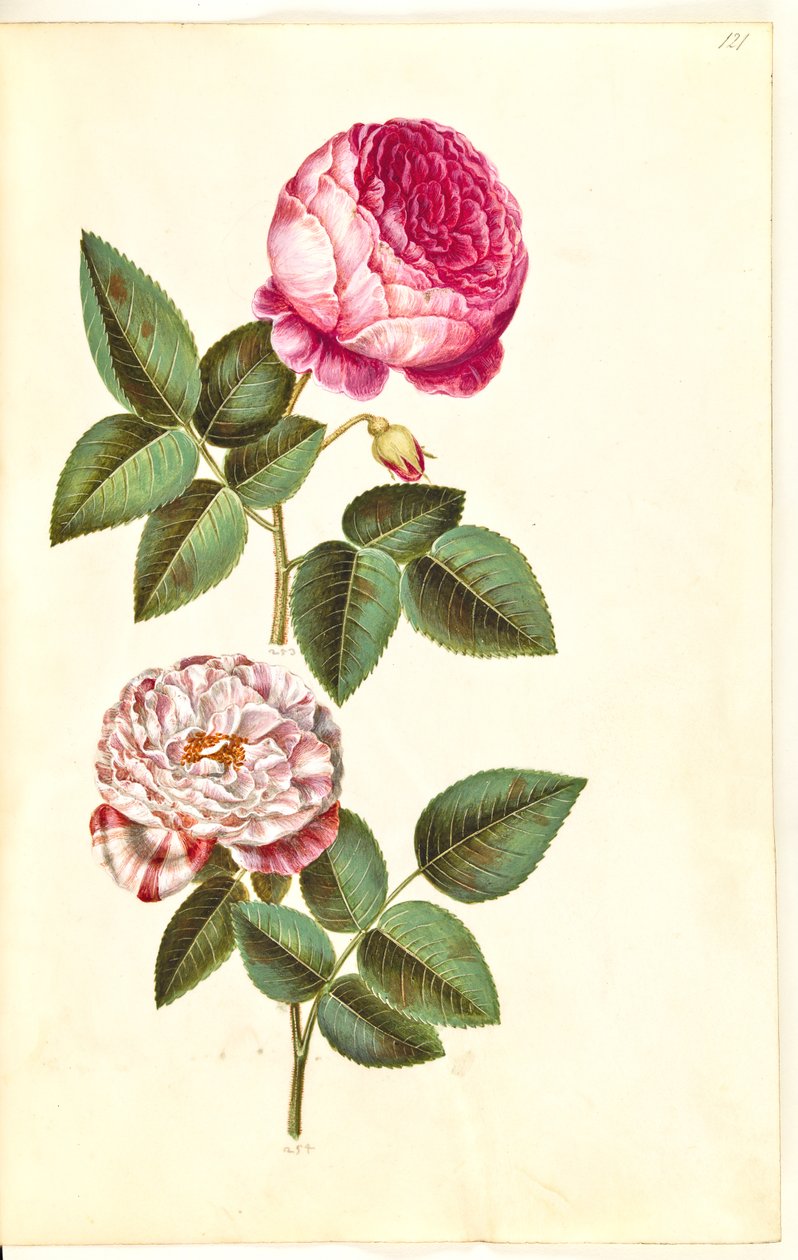 Rosa × centifolia (centifolie-gül); Rosa gallica versicolor (