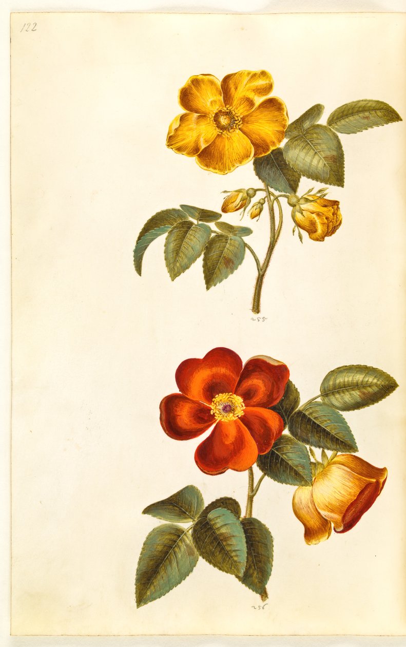 Rosa foetida (sarı gül); Rosa foetida (Türk gülü) by Hans Simon Holtzbecker