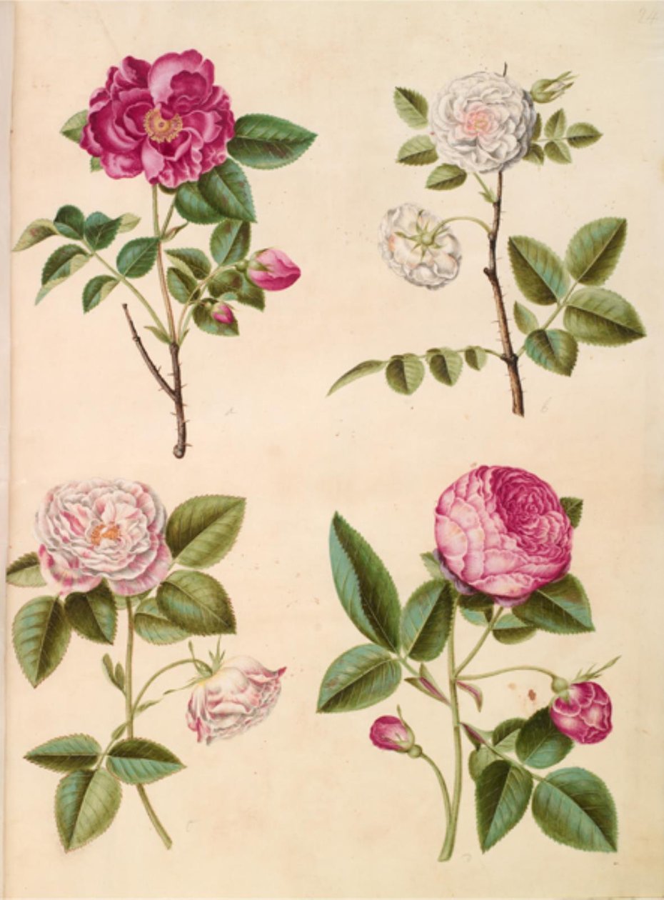 Rosa gallica (apoteker-gül); Rosa × alba (hvid gül); Galya gülü (Rosa Mundi); Rosa × centifolia (centifolie-gül) by Hans Simon Holtzbecker