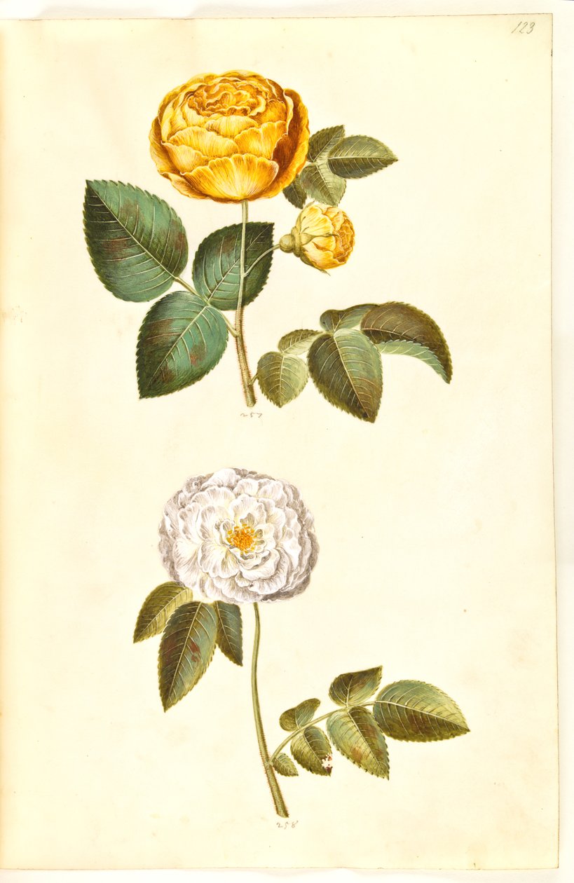 Rosa hemisphaerica (kükürt sarısı gül); Pembe × alba (beyaz gül) by Hans Simon Holtzbecker