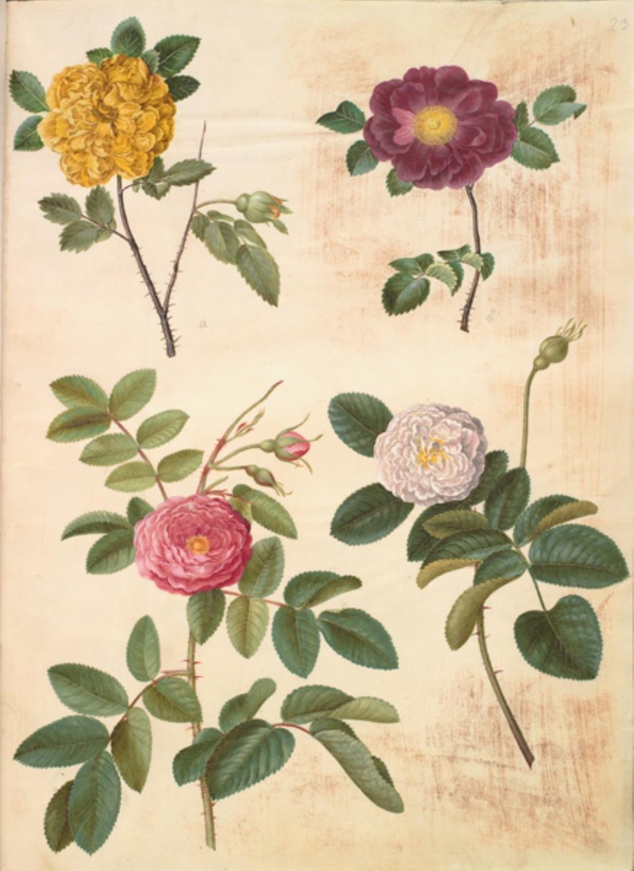 Rosa hemisphaerica (kükürt sarısı gül); Rosa gallica (kadife gül); Rosa × damascena (şam-gül) by Hans Simon Holtzbecker