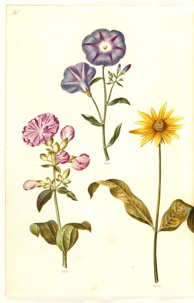 Saponaria officinalis (yaygın sabun otu); Convolvulus üç renkli (bakire etek); Helianthus (?) (Ayçiçeği türleri) by Hans Simon Holtzbecker