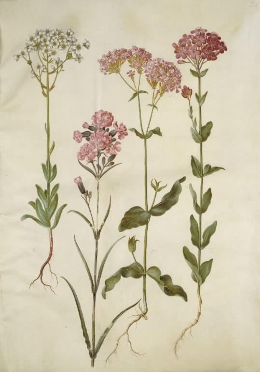 Saxifraga paniculata (kaya kırılması); Silene viscaria (ortak katran karanfil); Silene armeria (paket-limurt); by Hans Simon Holtzbecker