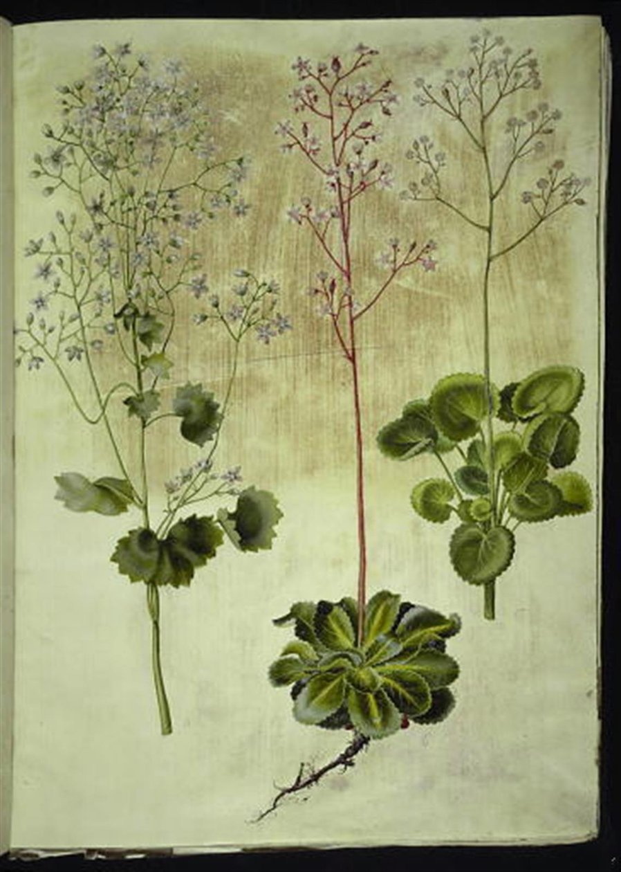 Saxifraga rotundifolia (rundbladet stenbræk); Saxifraga umbrosa (skygge-stenbræk); Saxifraga geum (porcelænsblomst) by Hans Simon Holtzbecker
